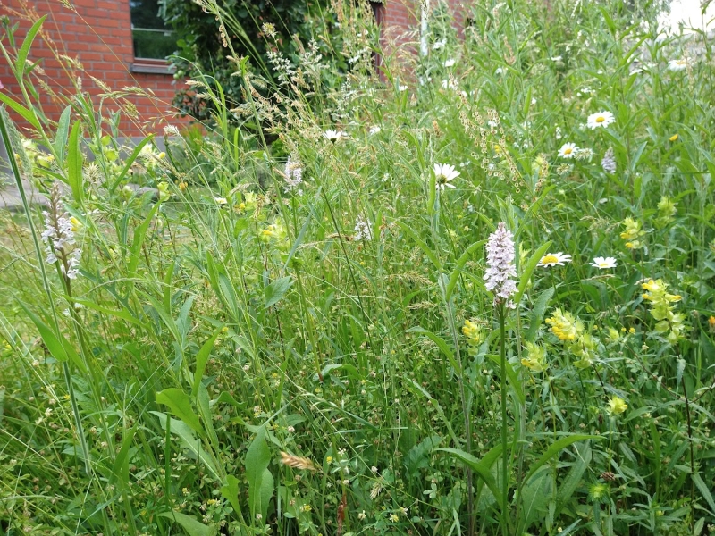 bloemrijk hooiland WMA