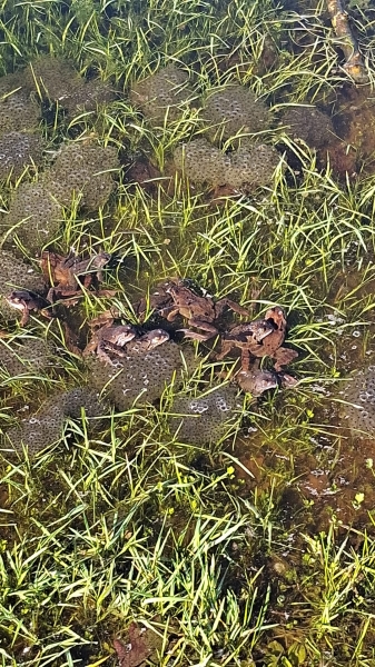 bruine kikker en kikkerdril