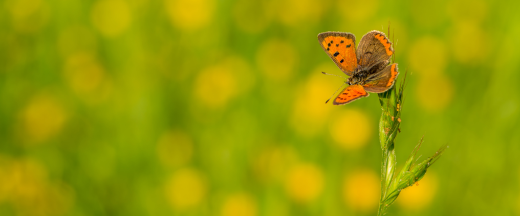 Geef de natuur vleugels